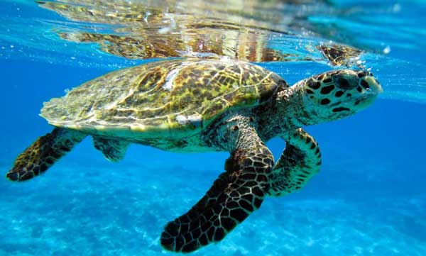 Atlantic Hawksbill Turtle